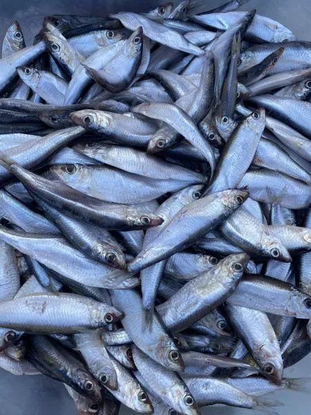 Тюлька (малосольная)