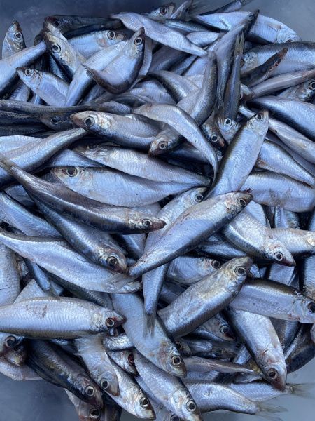 Тюлька (малосольная)